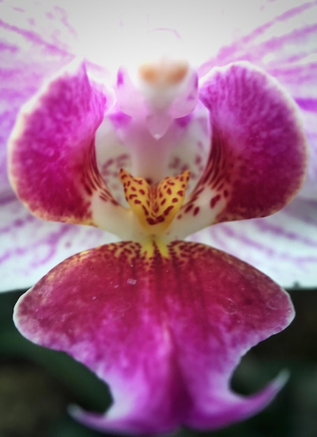 Foto primer plano de una flor