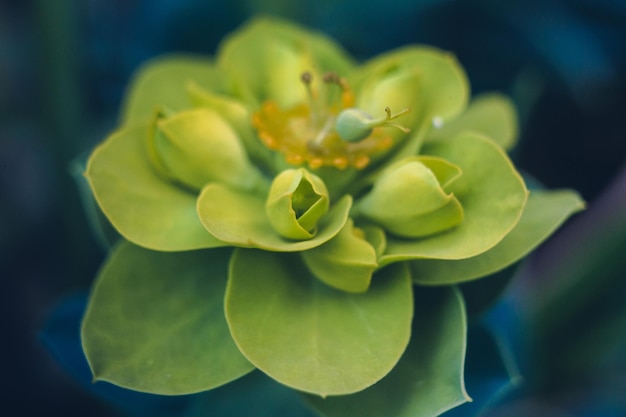 Foto un primer plano de una flor.