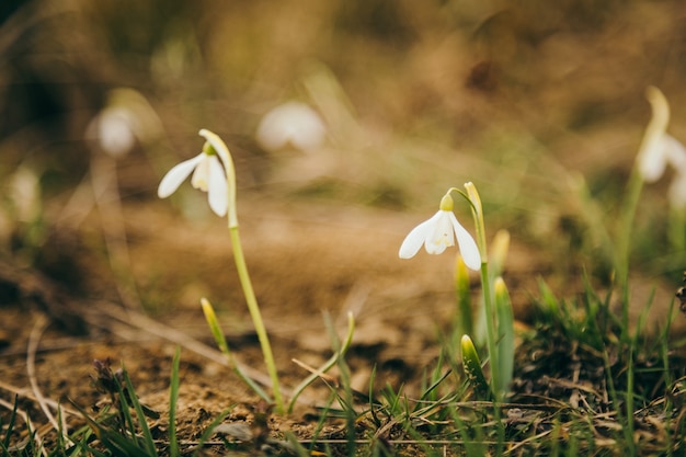 Un primer plano de una flor