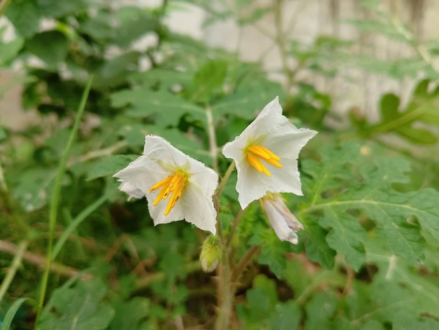 Un primer plano de una flor