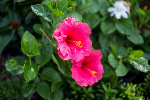 Primer plano de la flor