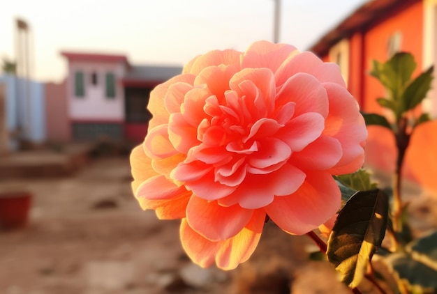 Un primer plano de una flor