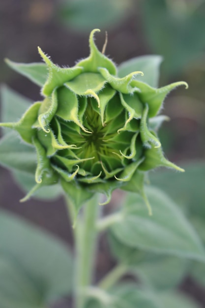 Un primer plano de una flor