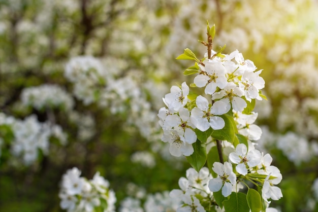 Primer plano de la floración de la flor de pera en el jardín de primavera