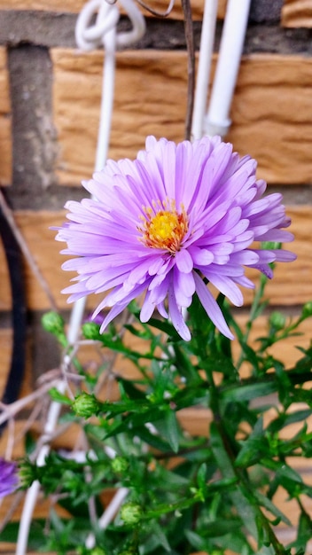 Primer plano de la floración de la flor púrpura