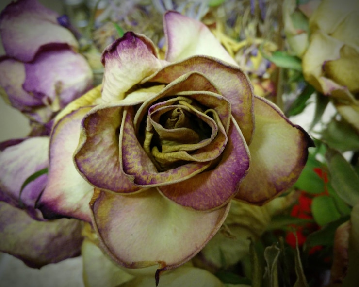 Foto primer plano de la floración de la rosa