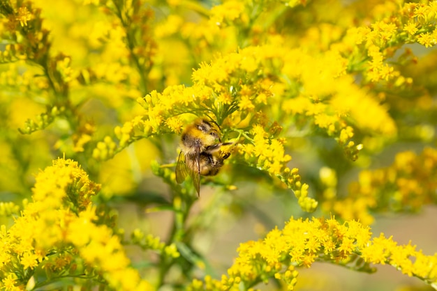 Primer plano de la floreciente inflorescencia amarilla de solidago canadensis