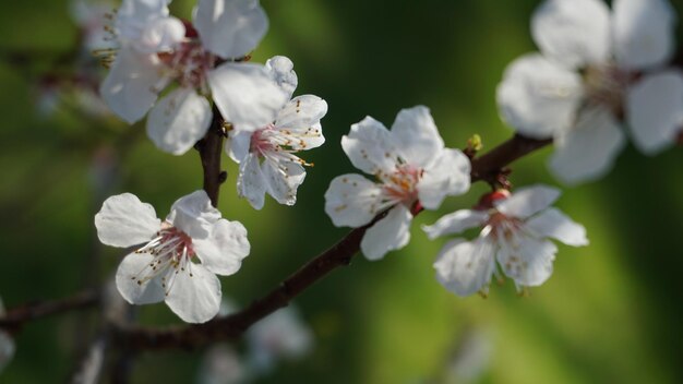 Primer plano de las flores de albaricoque