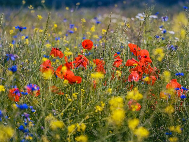 Primer plano de las flores de amapola en el campo