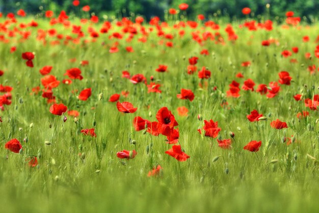 Foto primer plano de las flores de amapola que crecen en el campo