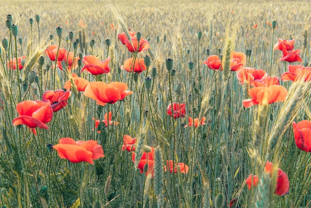 Primer plano de las flores de amapola roja en el campo