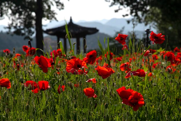 Foto primer plano de las flores de amapola roja en el campo