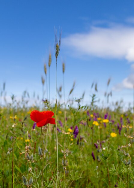 Foto primer plano de las flores de amapola roja en el campo