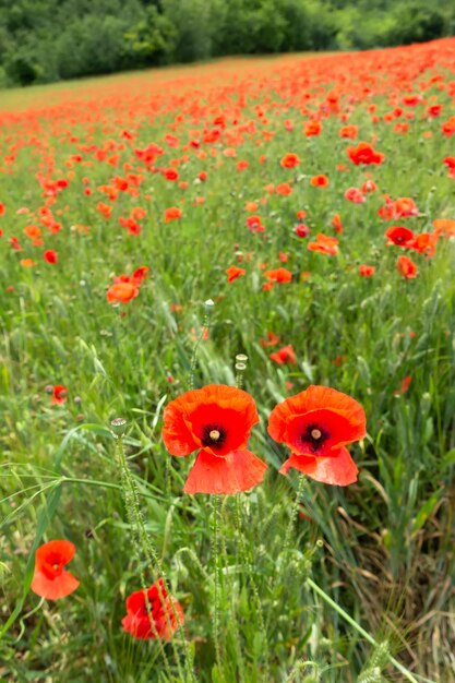 Primer plano de las flores de amapola roja en el campo