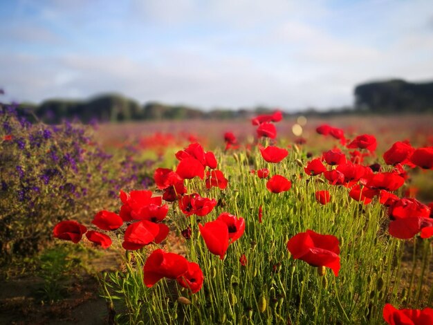 Foto primer plano de las flores de amapola roja que crecen en el campo