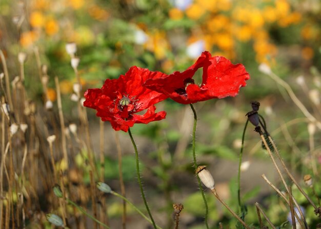 Primer plano de las flores de amapola roja que florecen al aire libre