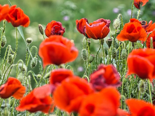 Primer plano de las flores de la amapola roja