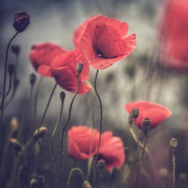 Foto primer plano de las flores de la amapola roja