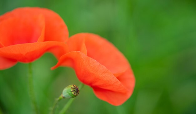 Primer plano de flores de amapola sobre fondo verde Copiar espacio