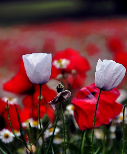 Foto primer plano de las flores de amapola