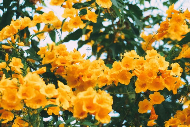 Foto primer plano de las flores amarillas de la caléndula