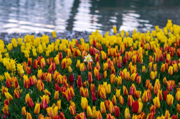 Primer plano de las flores amarillas en el campo