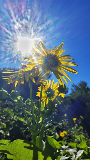 Foto primer plano de las flores amarillas en el campo