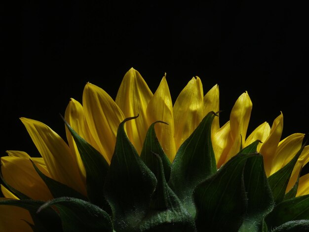 Foto primer plano de flores amarillas contra un fondo negro