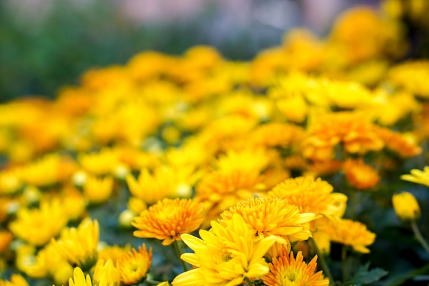 Primer plano de flores amarillas en el jardín