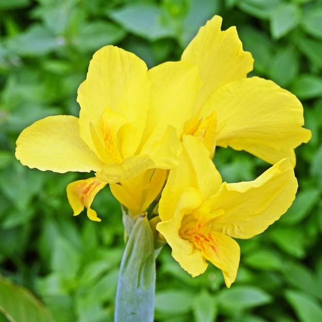 primer plano de flores amarillas de lirio de canna