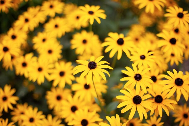 Foto primer plano de las flores amarillas de la margarita