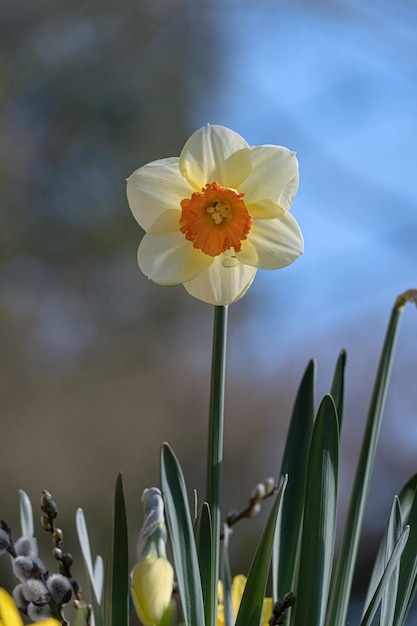 Primer plano de las flores amarillas de narcisos