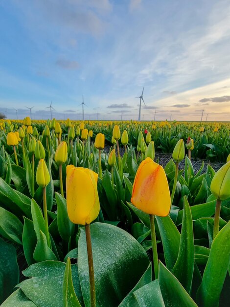 Foto un primer plano de las flores amarillas que crecen en el campo.