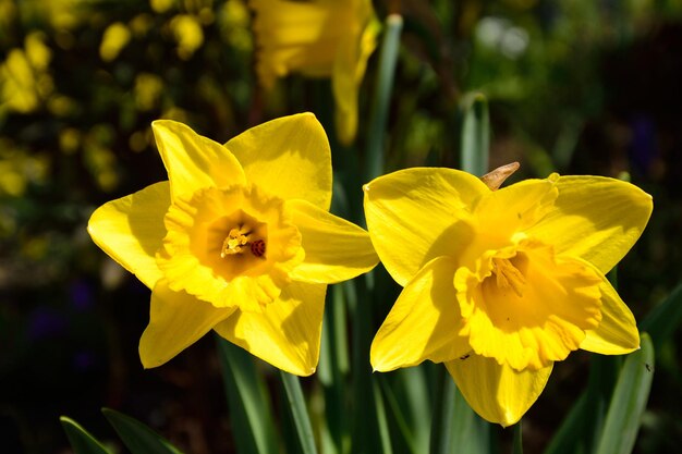 Primer plano de las flores amarillas que florecen al aire libre