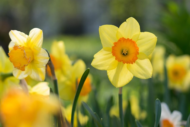 Primer plano de las flores amarillas que florecen al aire libre