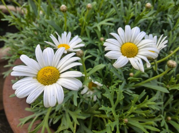 Foto primer plano de las flores amarillas que florecen en el campo