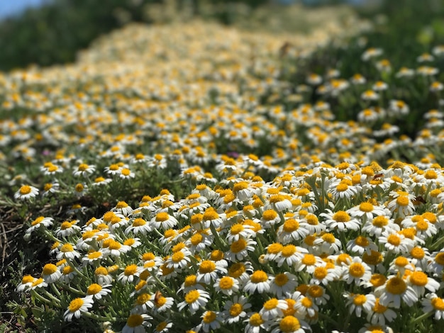 Primer plano de las flores amarillas que florecen en el campo