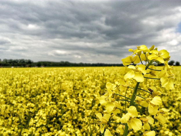 Foto primer plano de las flores amarillas que florecen en el campo