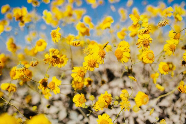 Primer plano de las flores amarillas que florecen en el campo