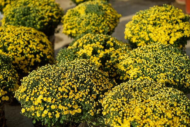 Foto primer plano de flores amarillas para la venta