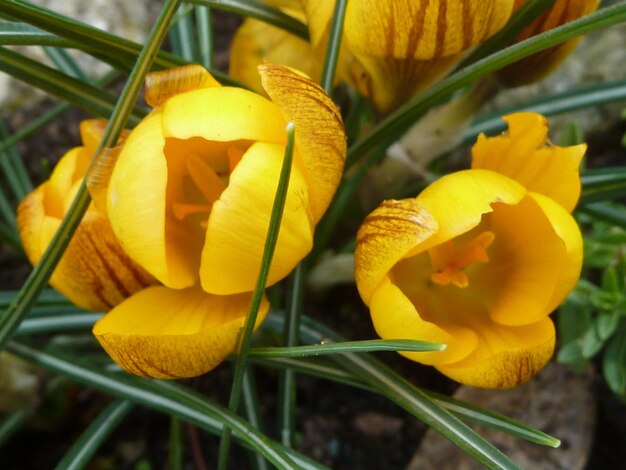 Foto primer plano de las flores amarillas