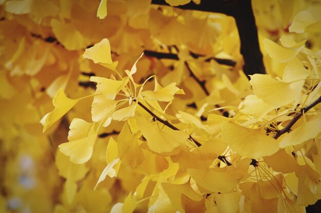 Foto primer plano de las flores amarillas