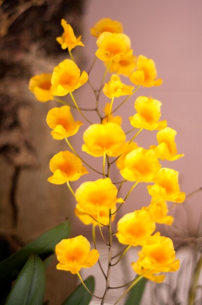 Foto primer plano de las flores amarillas