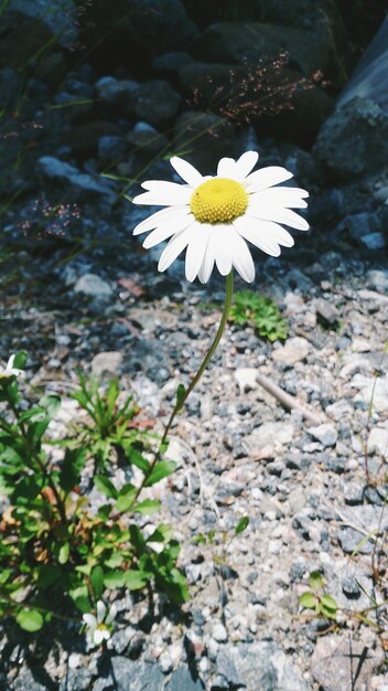 Foto primer plano de las flores amarillas