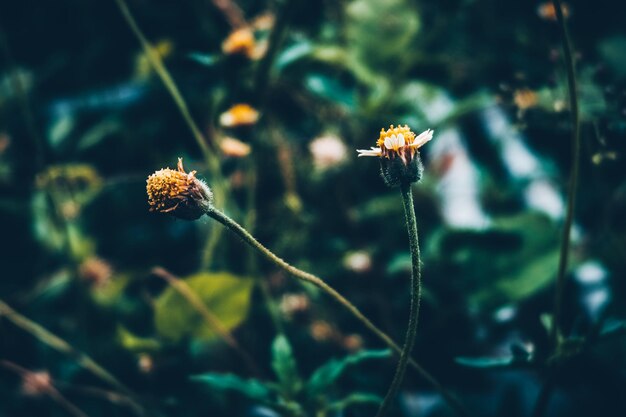 Foto primer plano de las flores amarillas