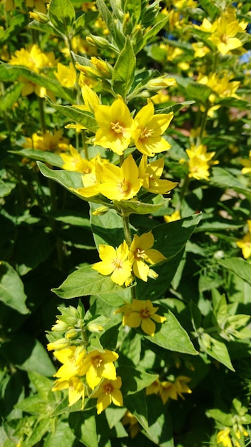 Primer plano de las flores amarillas