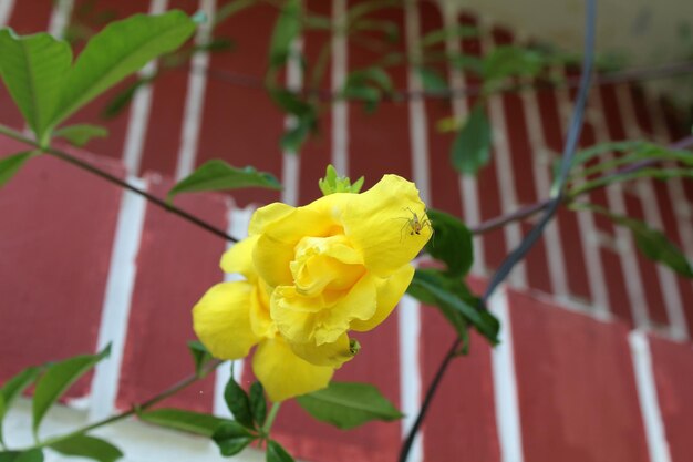 Foto primer plano de las flores amarillas