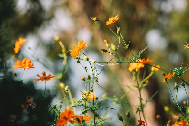 Primer plano de flores amarillas