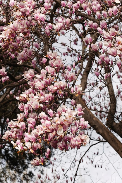 Primer plano de las flores de un árbol de magnolia china