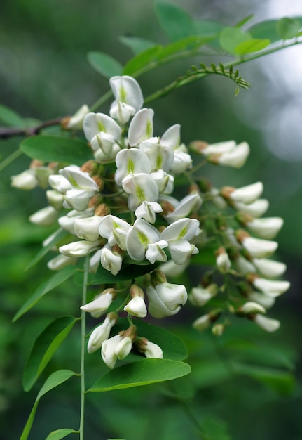 Un primer plano de las flores de un árbol